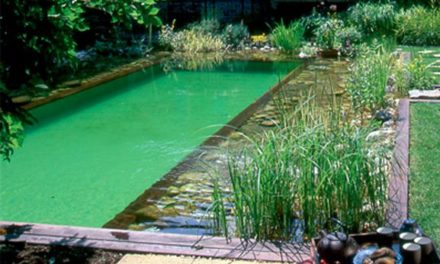Les avantages et inconvénients des piscines naturelles