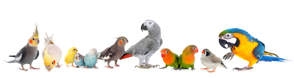 oiseaux perroquet compagnie elevage