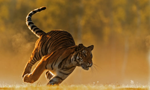 Découvrez Le Baume du tigre