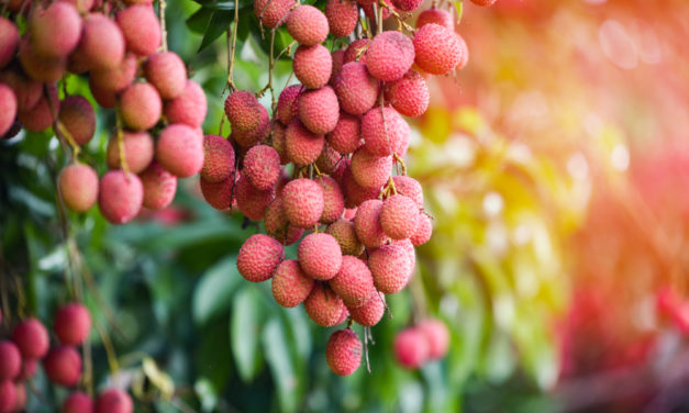 Tout savoir sur le litchi, le fruit et l’arbre