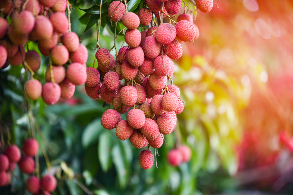 Tout savoir sur le litchi, le fruit et l'arbre Travel Blog