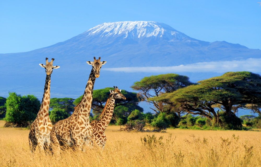 Direction le Kenya et ses parcs propices à un safari en solo