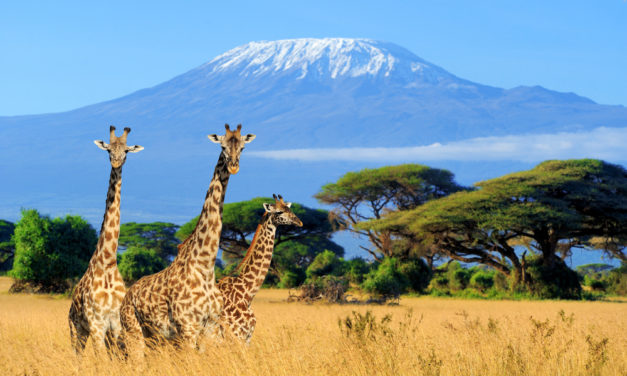Direction le Kenya et ses parcs propices à un safari en solo