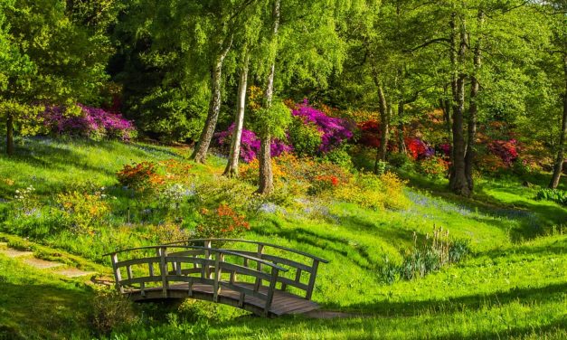 Projet de jardinage : par où commencer ?