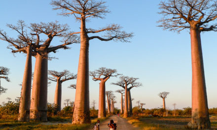 Un séjour de découvertes à Madagascar