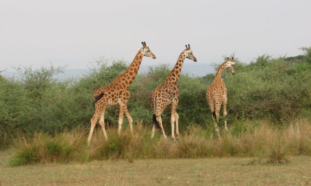 L’Ouganda, une destination qui mérite toute l’attention des touristes