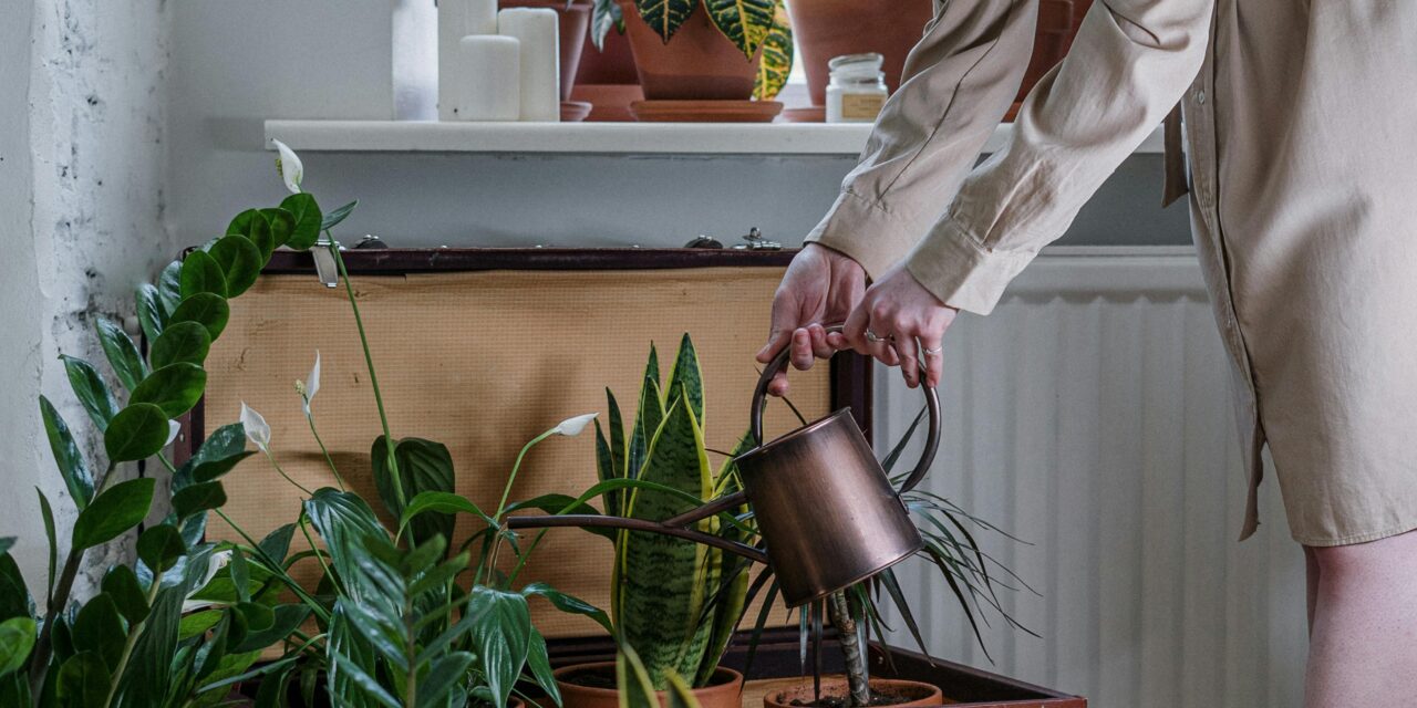 Tout savoir sur l’eucalyptus: plantation, entretien et bienfaits