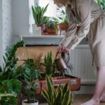 Tout savoir sur l’eucalyptus: plantation, entretien et bienfaits