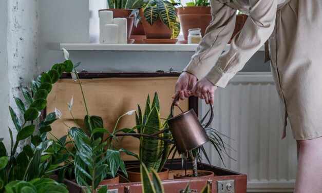 Tout savoir sur l’eucalyptus: plantation, entretien et bienfaits