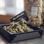 Pourquoi le CBD Rochefort séduit-il de plus en plus d&rsquo;habitants de Charente-Maritime ?