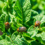 La Lutte Biologique : Quand la Nature Devient Votre Meilleure Alliée
