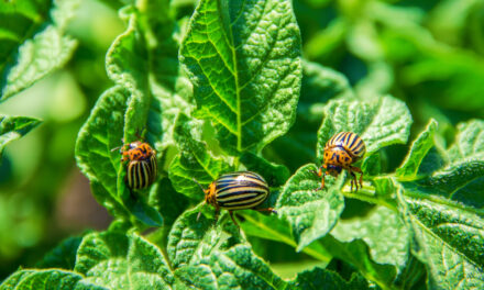 La Lutte Biologique : Quand la Nature Devient Votre Meilleure Alliée