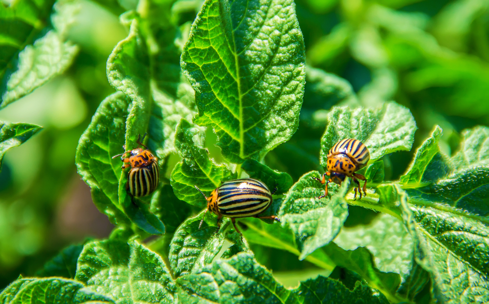 La Lutte Biologique : Quand la Nature Devient Votre Meilleure Alliée