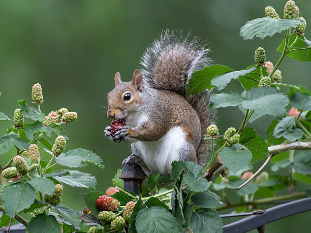 Faune sauvage : comment observer les animaux sans les déranger ?