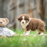 Comment éduquer un berger américain miniature